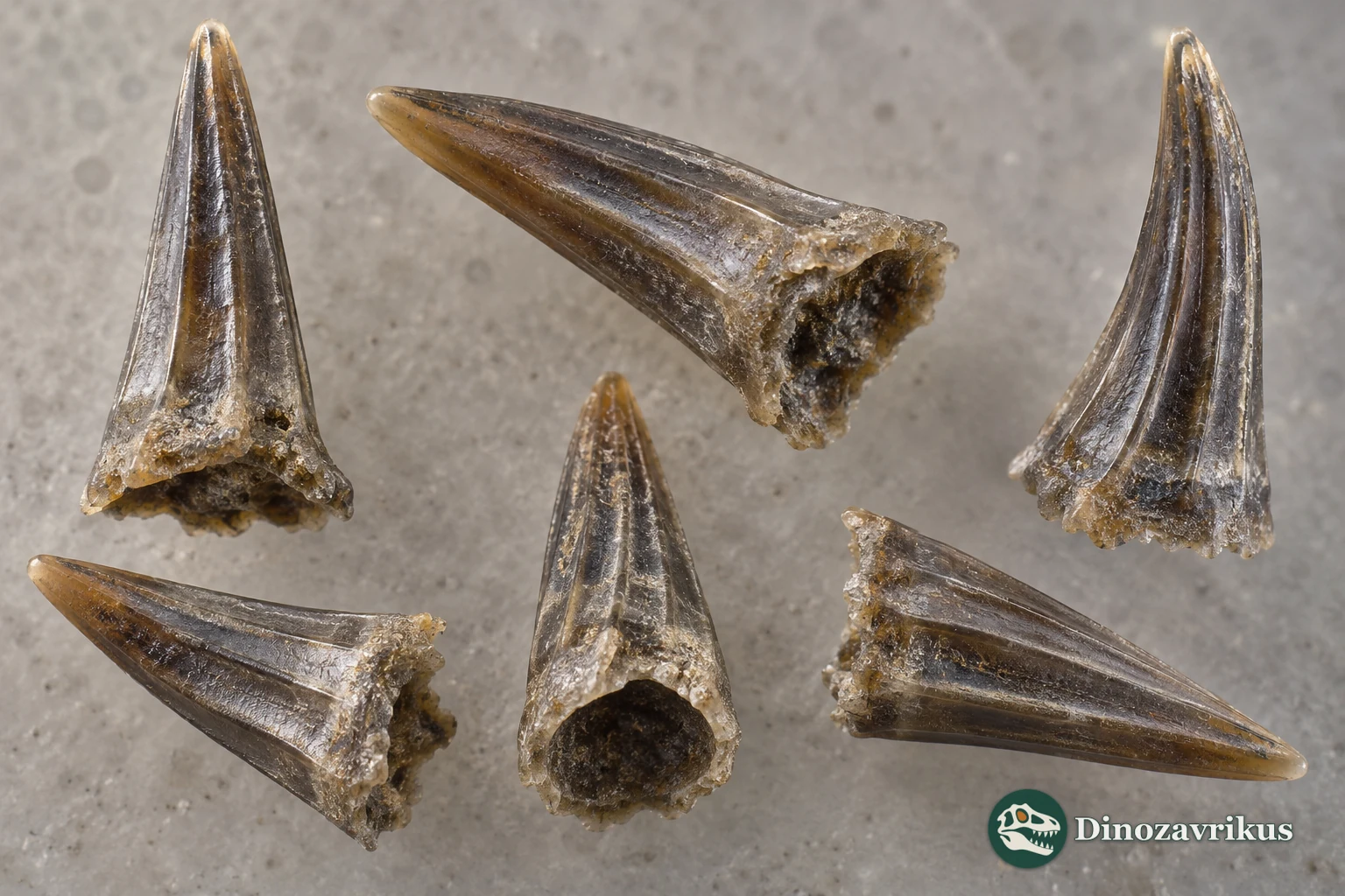 Magnified illustrative view of separate Scolopodus-like conodont elements