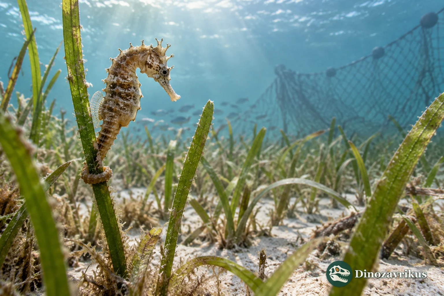 Seahorse gripping a blade of seagrass in shallow coastal water