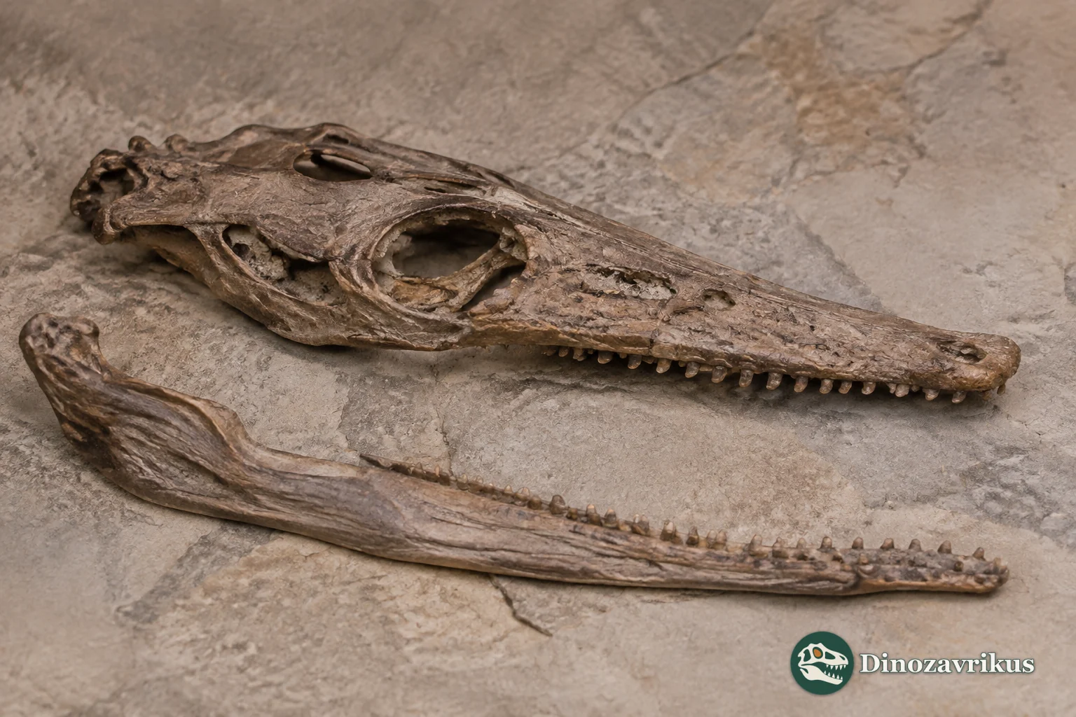 Seldsienean reconstructed in a Middle Jurassic sea, with its long narrow jaws and armour based on fossil evidence