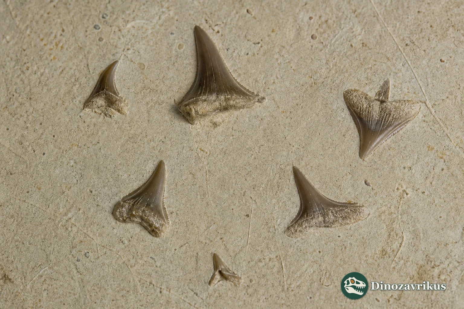 Squatirhina lonzeensis reconstructed over a Late Cretaceous sea floor