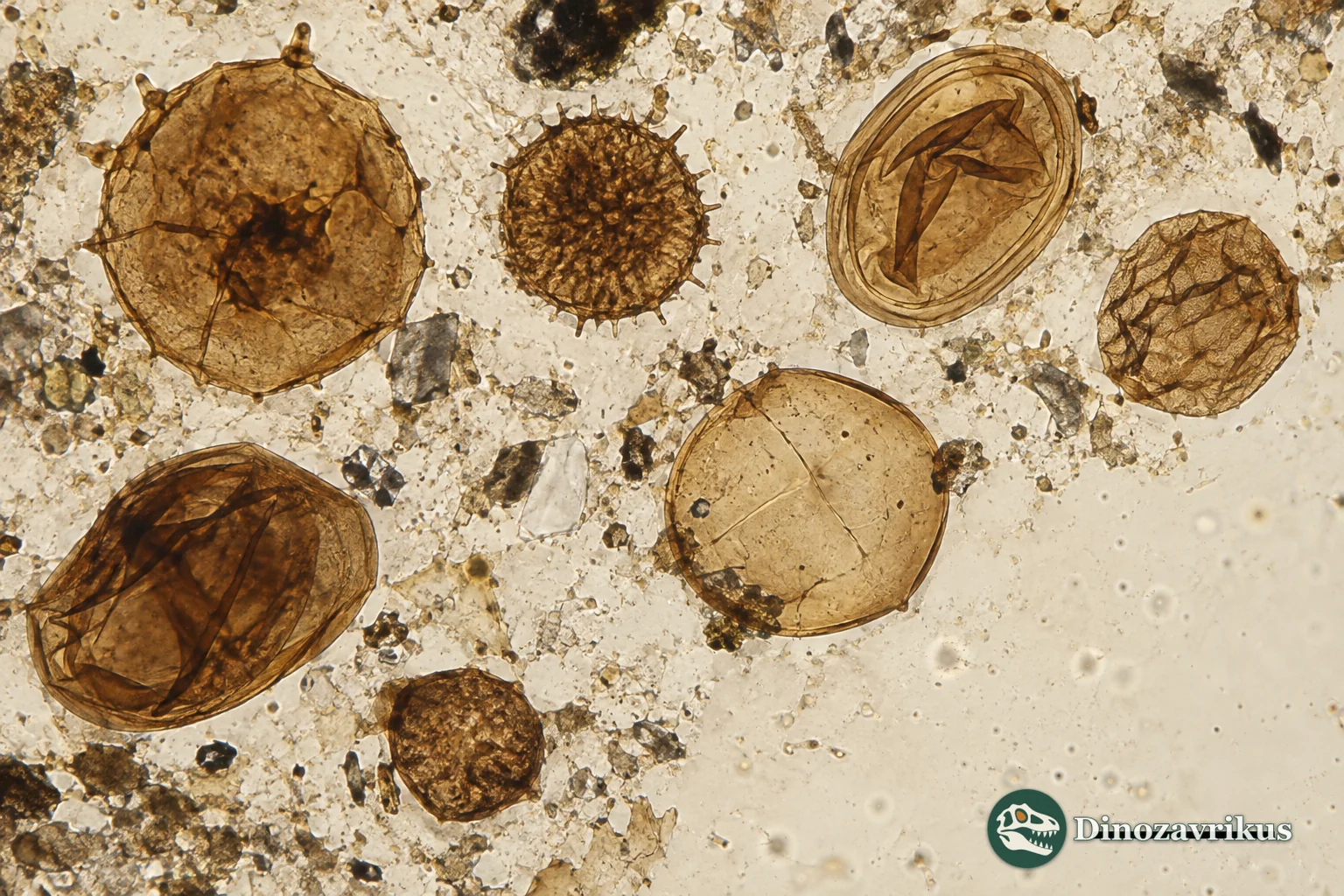 Organic envelopes of Stenian eukaryotes under a microscope