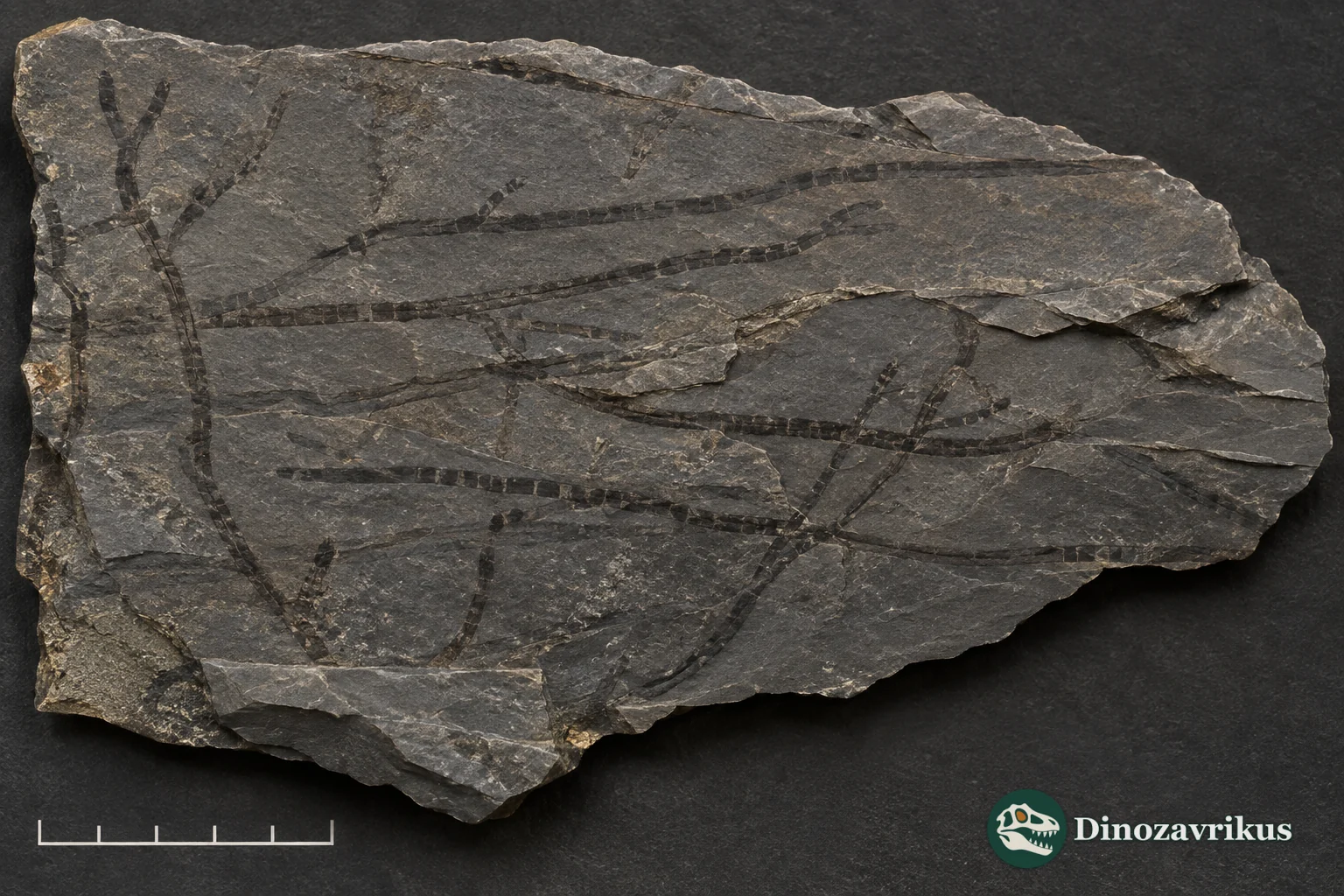 Carbonaceous Bangiomorpha filaments on a shale surface