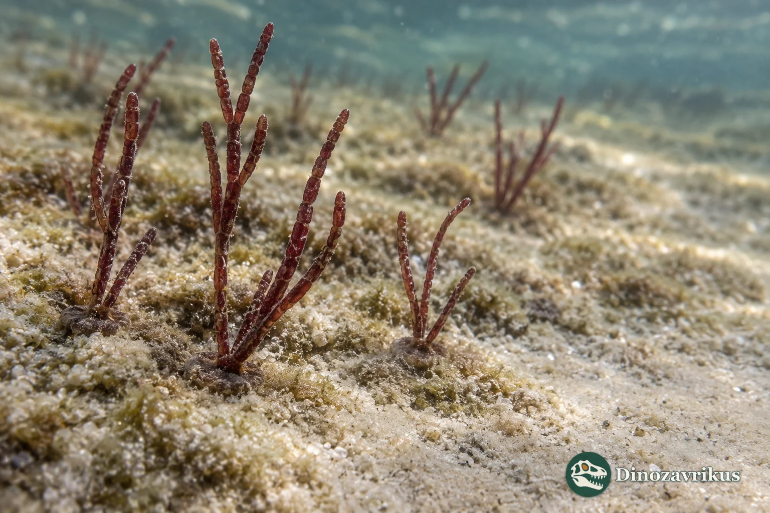 Small Bangiomorpha thalli attached to a microbial seafloor