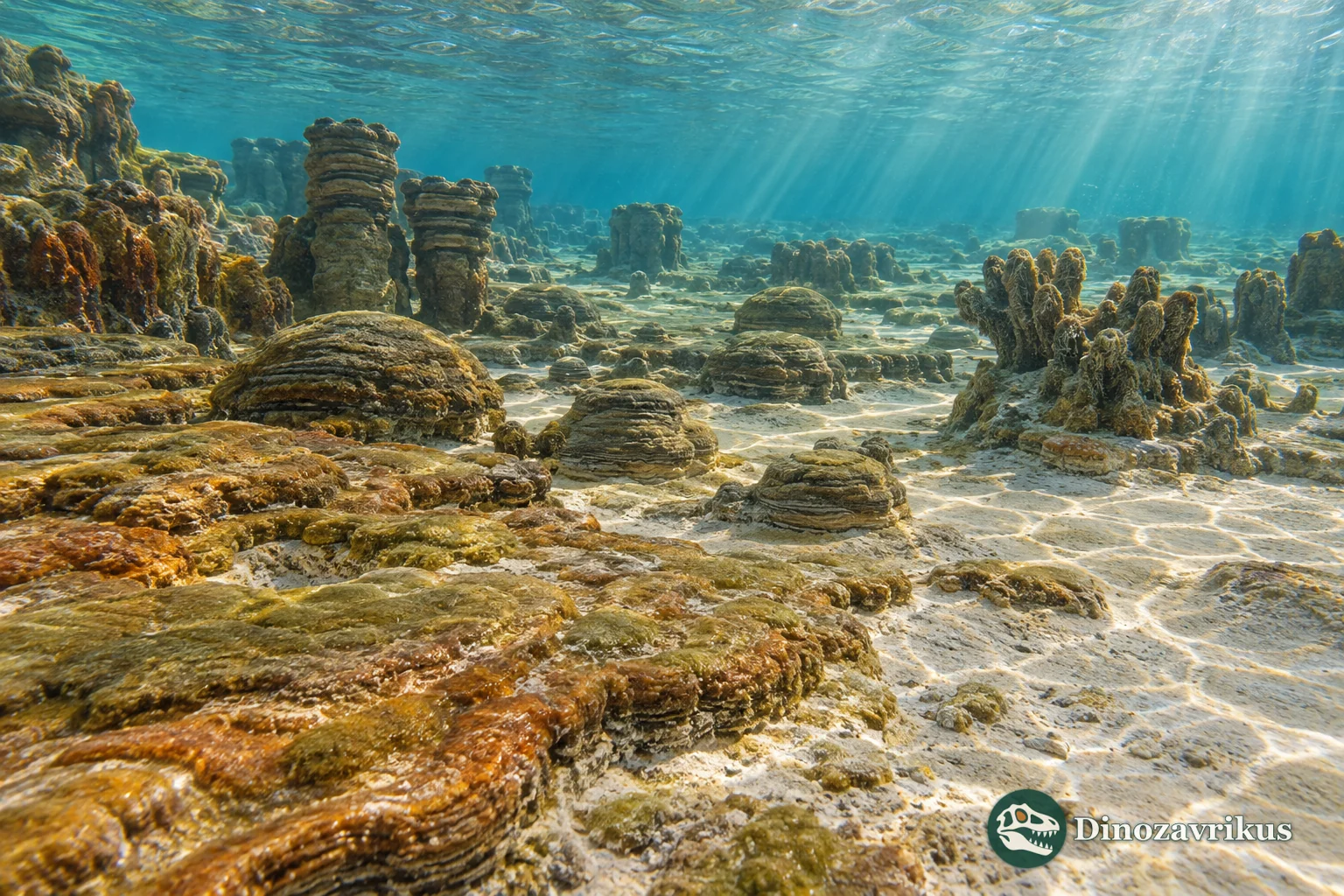 Varied stromatolites on a Stenian carbonate platform