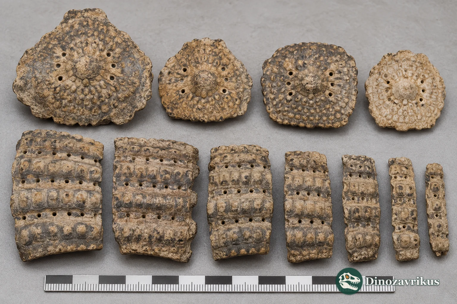 Illustrative fossil movable and fixed armadillo osteoderms