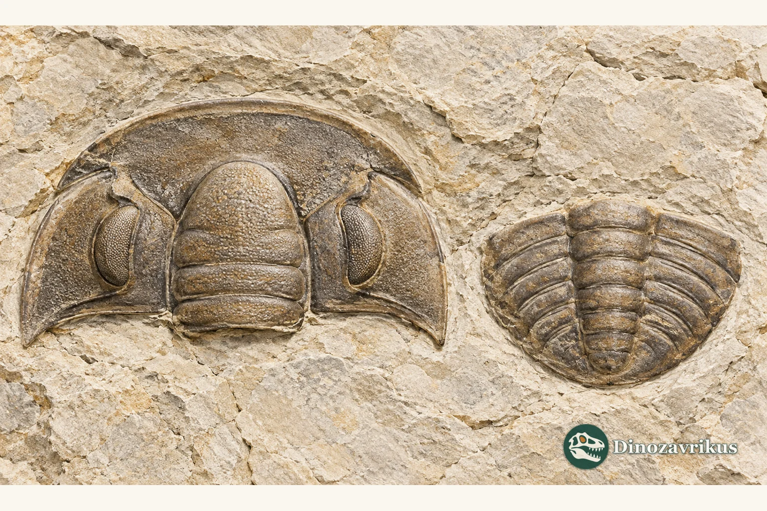 Teaching illustration of separate trilobite head and tail shields