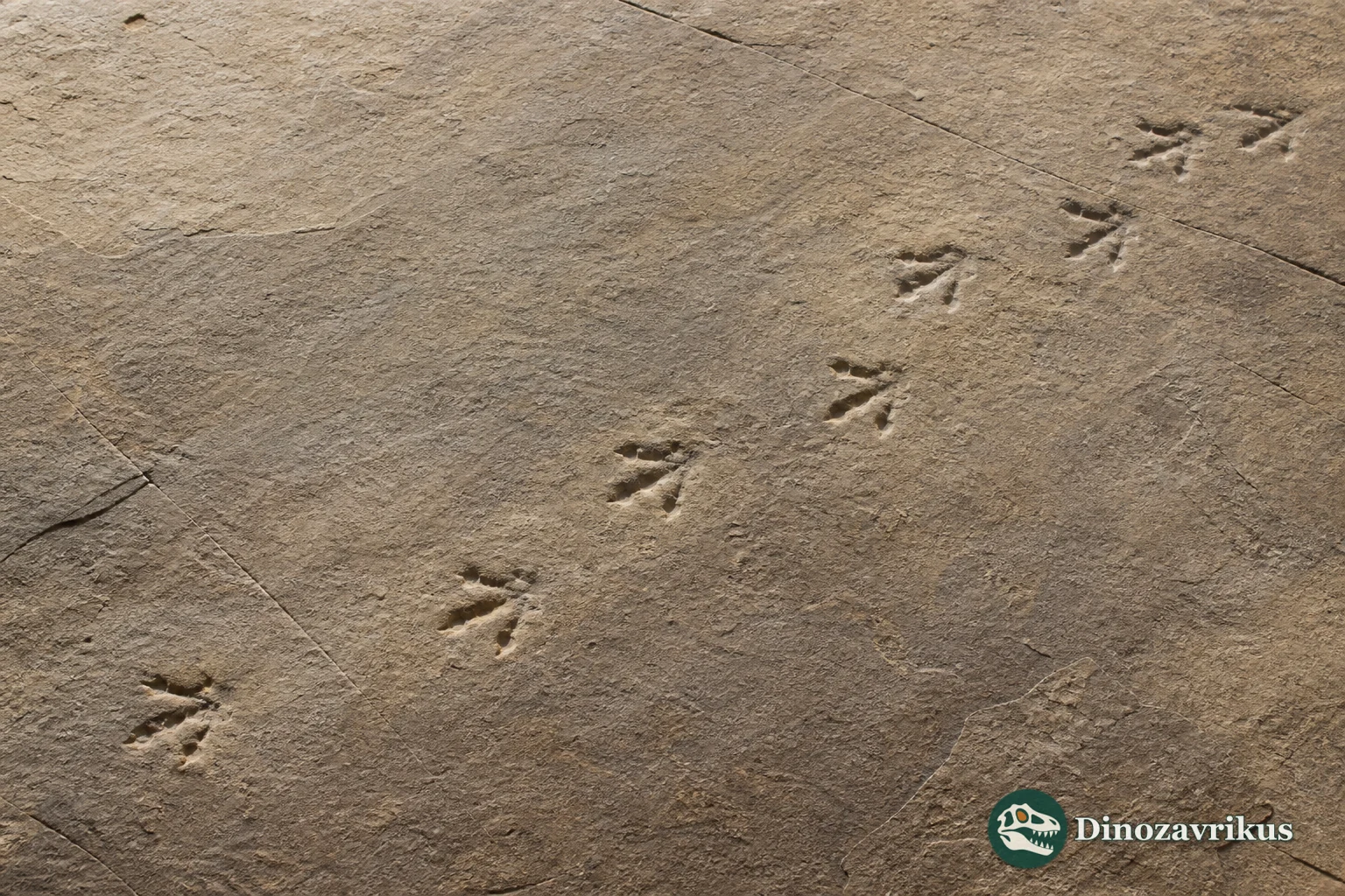 A trackway attributed to Tatarornipes preserved in Early Cretaceous sediment