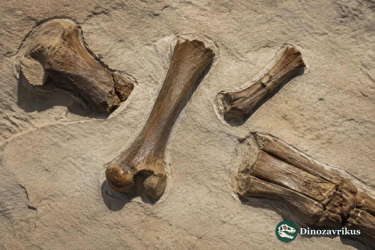 A fossil humerus fragment attributed to Telmatornis from Late Cretaceous New Jersey