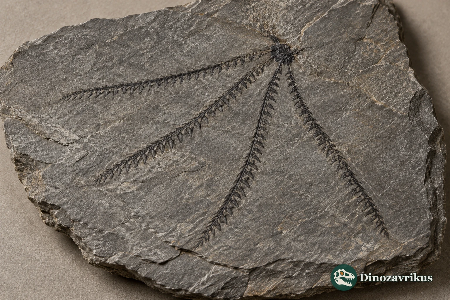 Illustrative flattened Tetragraptus colony impression on Ordovician shale