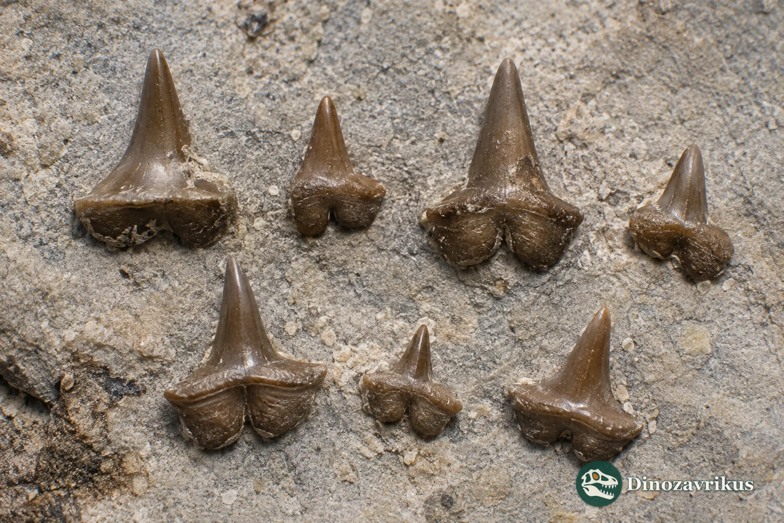 Texatrygon hooveri reconstructed above a Cretaceous marine shelf