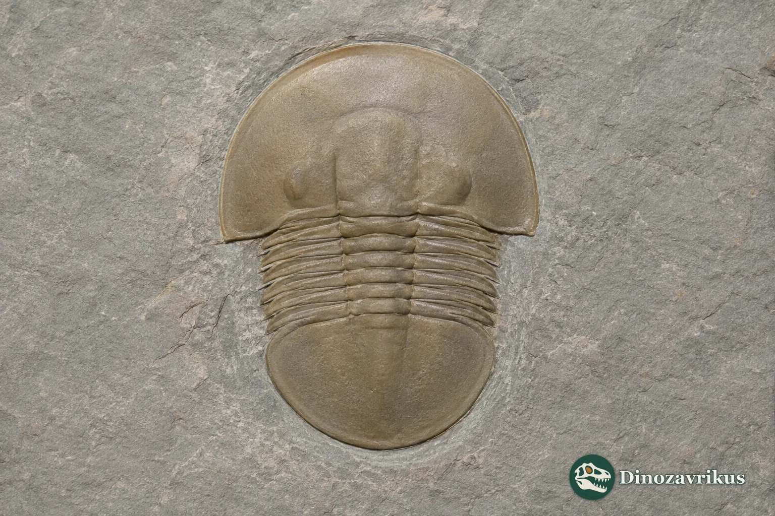 A fossil Thaleops ovata shell showing its smooth head and broad tail shield