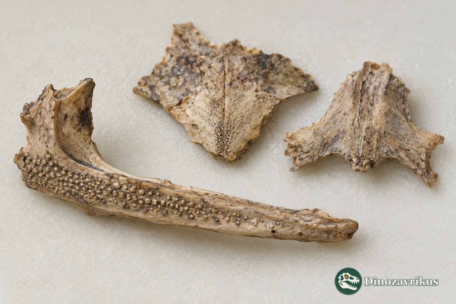 Illustrative museum-style arrangement of skull-bone types discussed for Theatonius