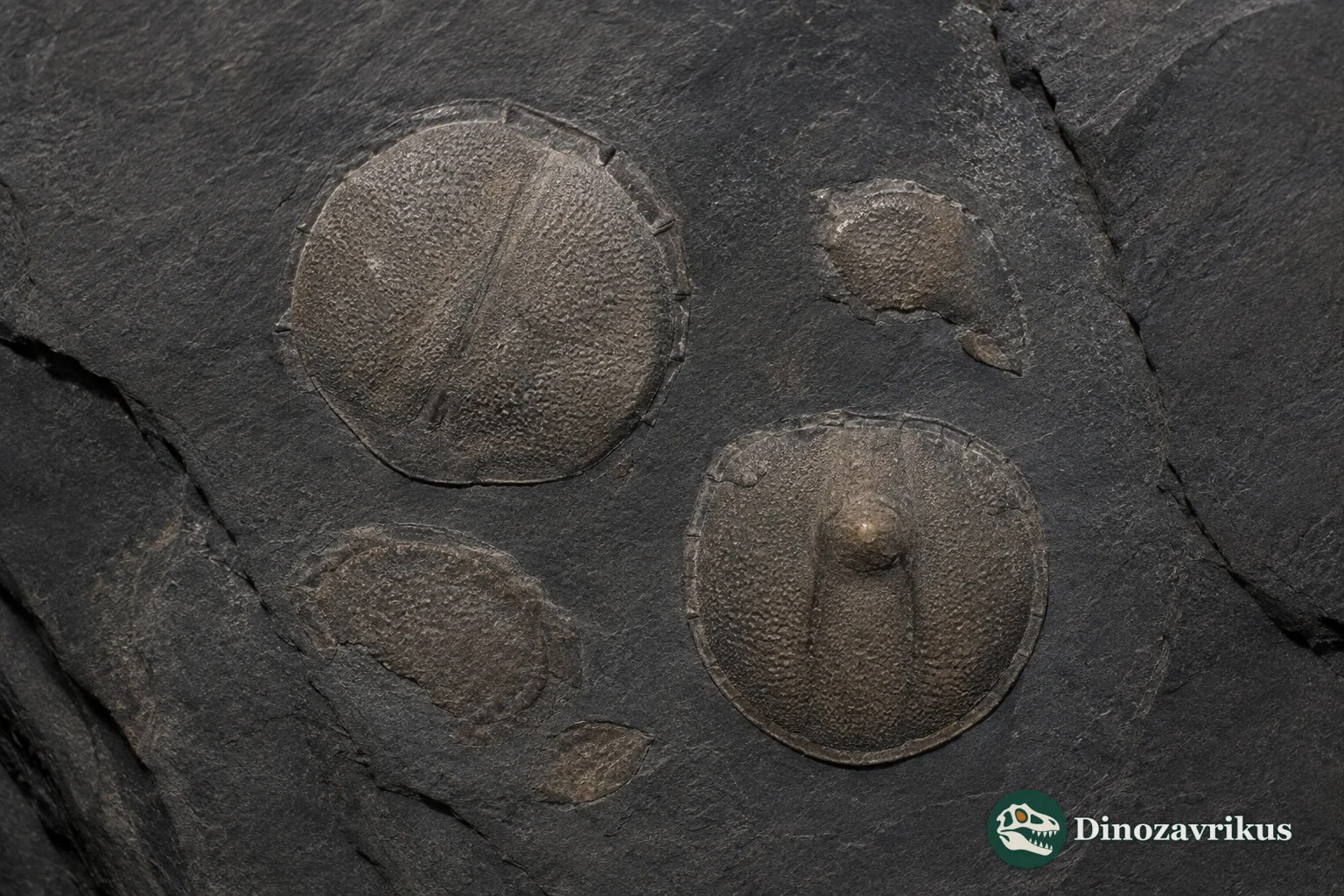 Separate cephalon and pygidium of Tomagnostella preserved in dark Cambrian limestone