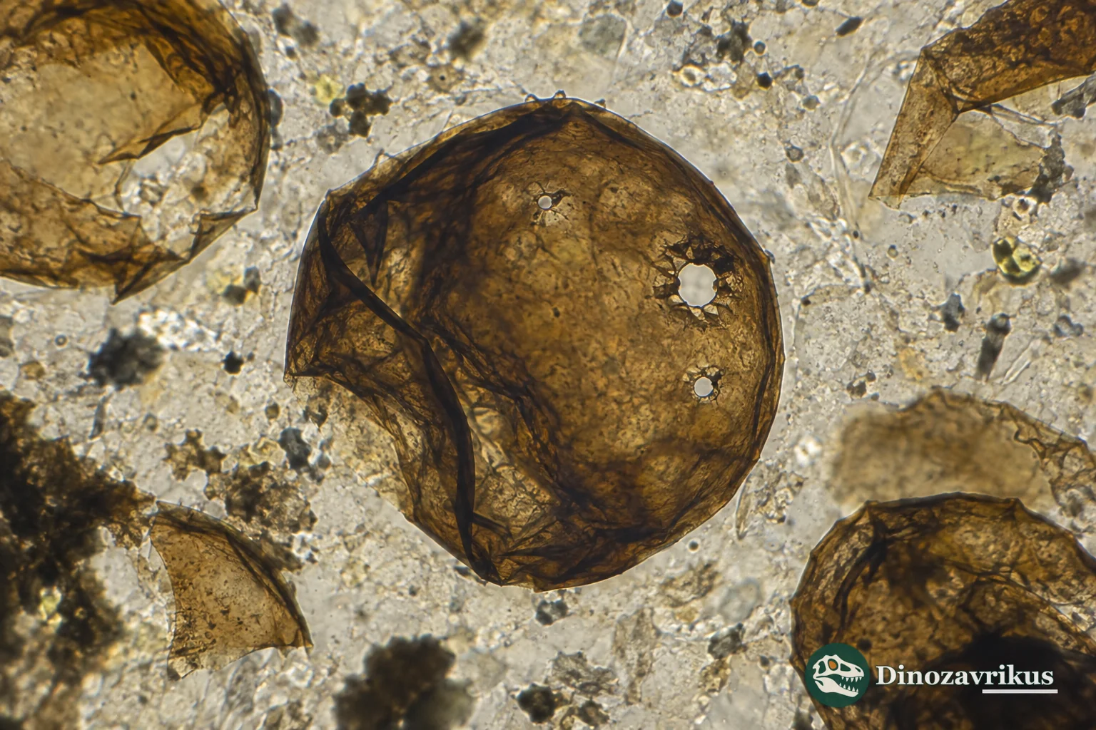 Round holes in the wall of a late Tonian microfossil