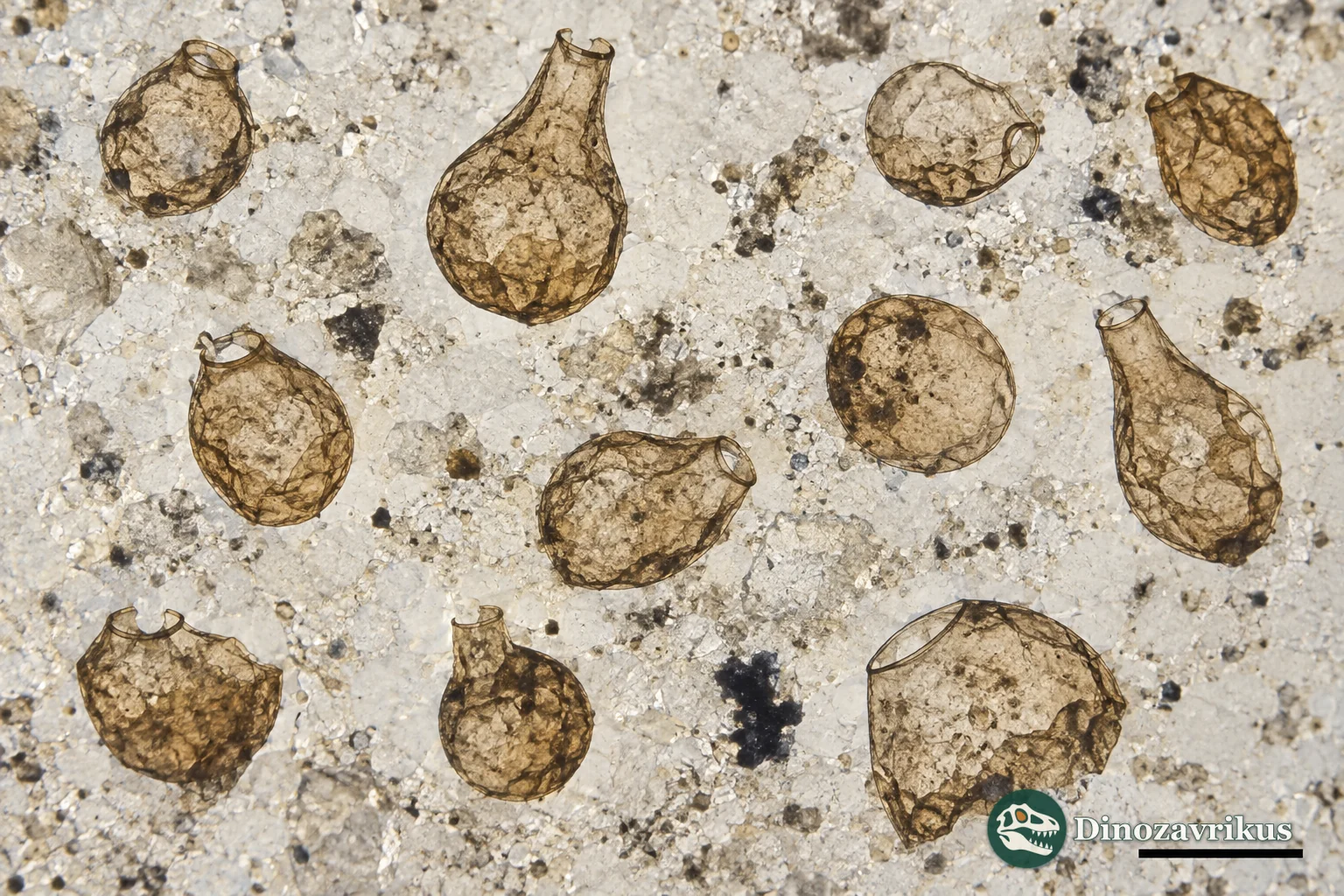 Late Tonian vase-shaped microfossils under a microscope