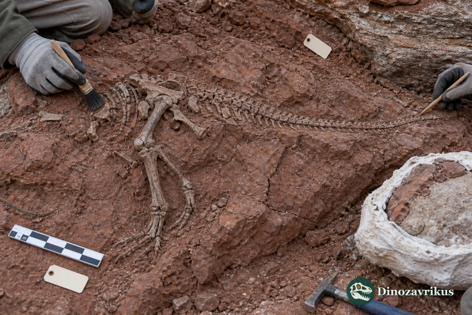 Excavation of an incomplete early dinosaur skeleton in Late Triassic red beds
