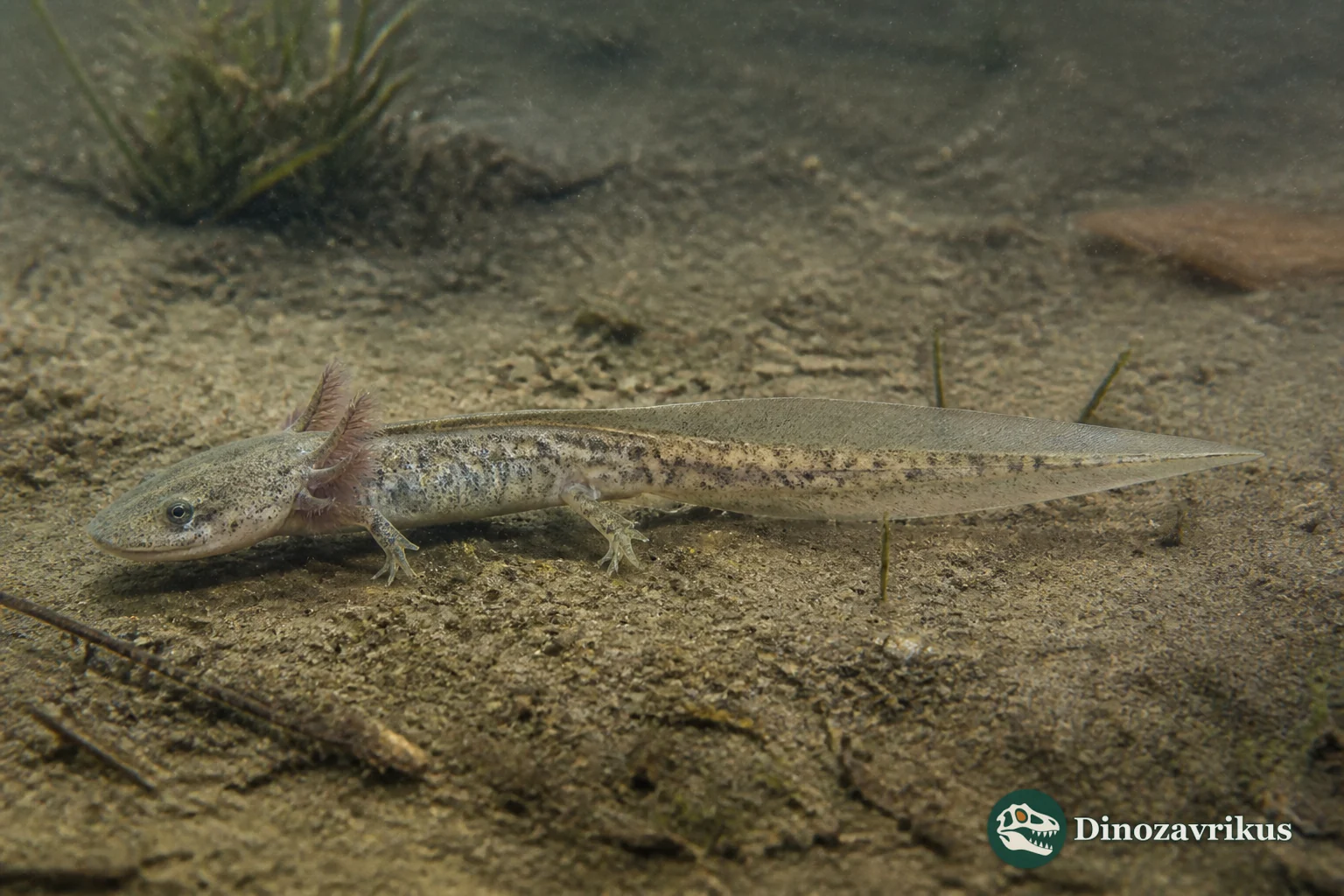 Larval Triassurus sixtelae in a Triassic freshwater pool at Madygen, Kyrgyzstan
