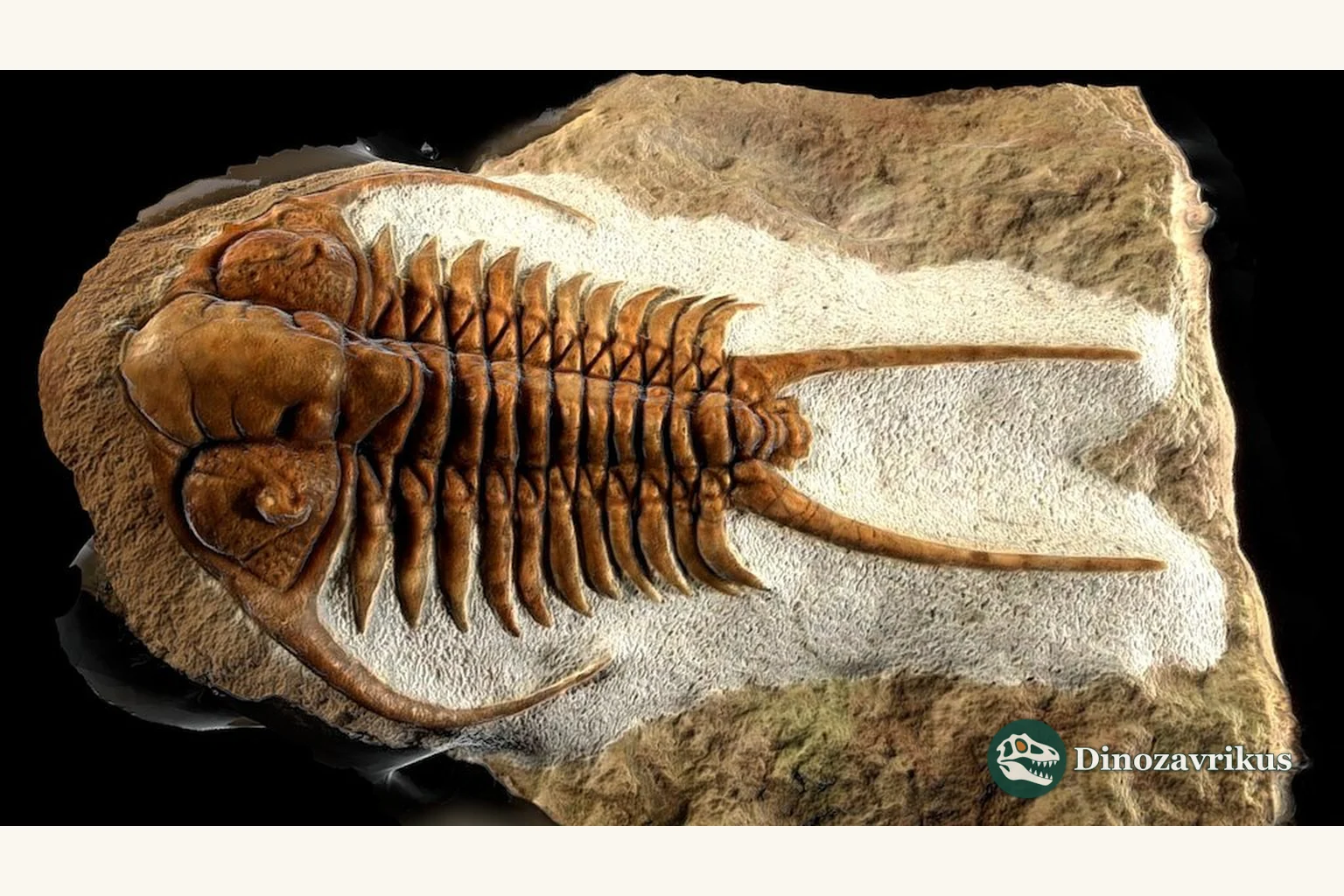 Fossil trilobite preserved in a slab of rock