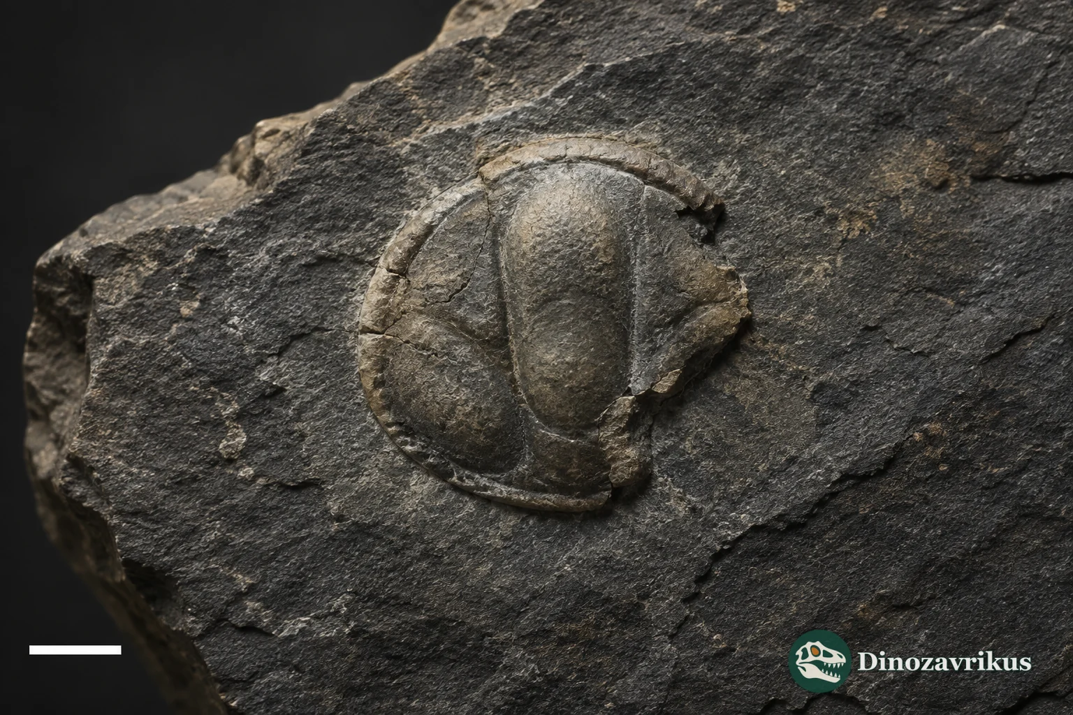 Incomplete compressed cephalic shield of Trinodus agnostiformis preserved in Irish mudstone