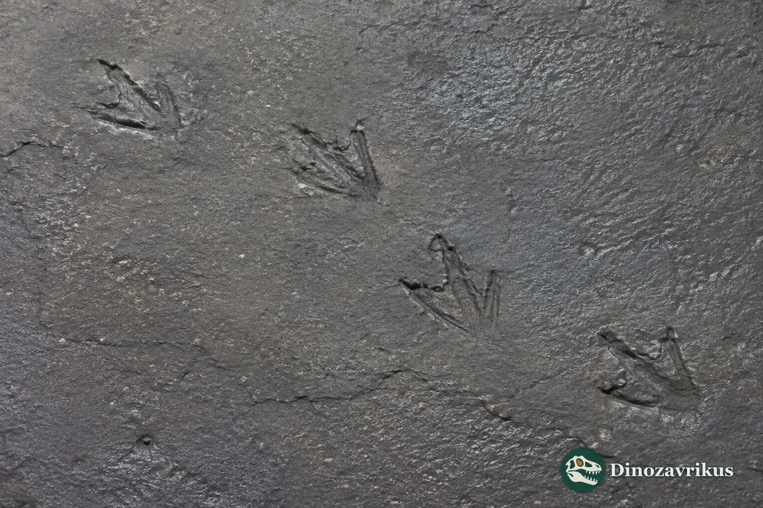Webbed Uhangrichnus bird tracks preserved on a Cretaceous surface in Korea