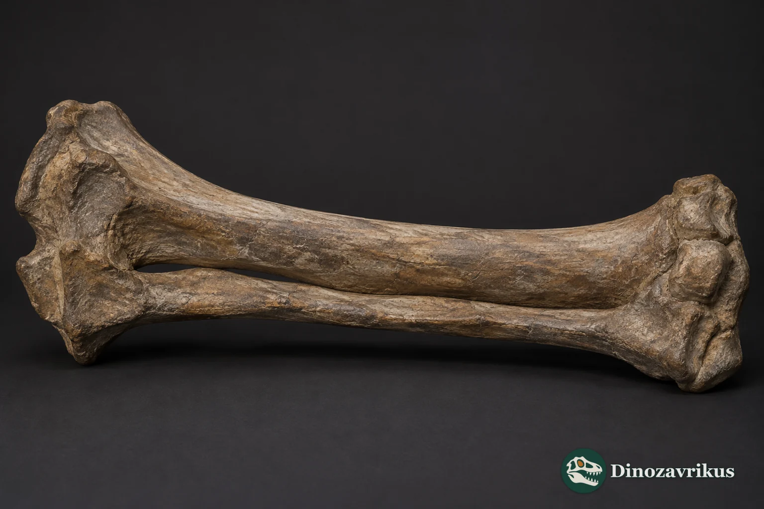 Conceptual fossil tibia and fibula
