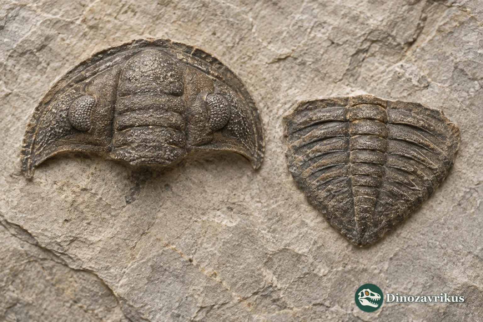 Separate fossil cephalon and pygidium assigned to Warburgella on a limestone slab
