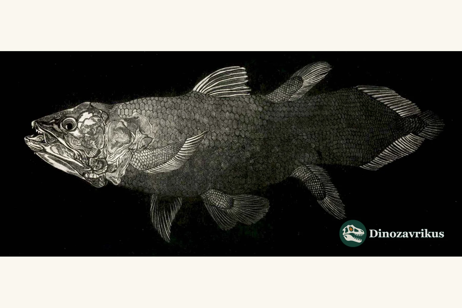 A lobe-finned fish showing the muscular paired fins of an ancient vertebrate group